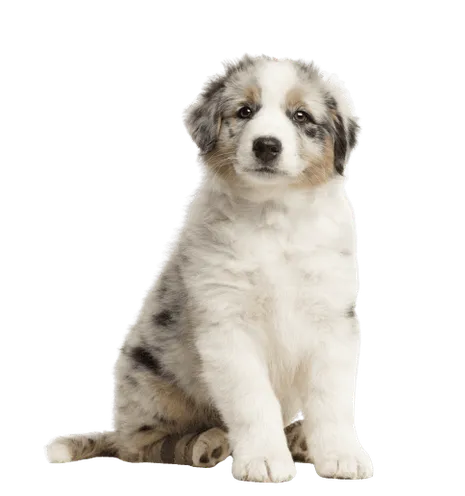 Australischer Schäferhund Welpe