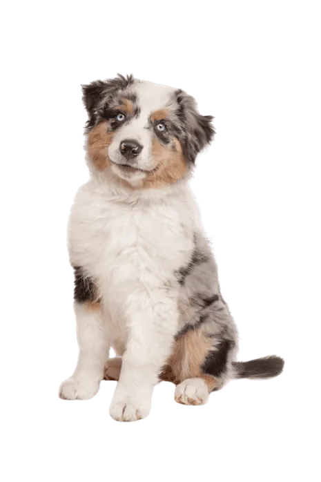 Australischer Schäferhund Welpe