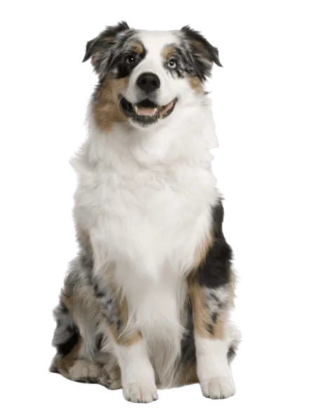 Australischer Schäferhund Junghund