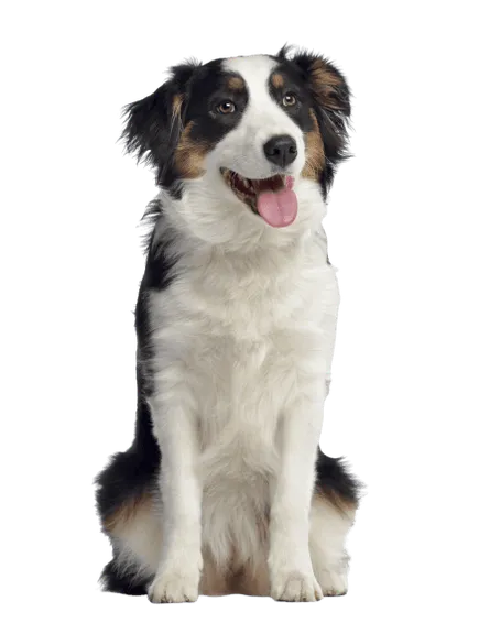 Australischer Schäferhund