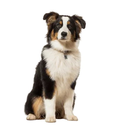 Australischer Schäferhund Alt