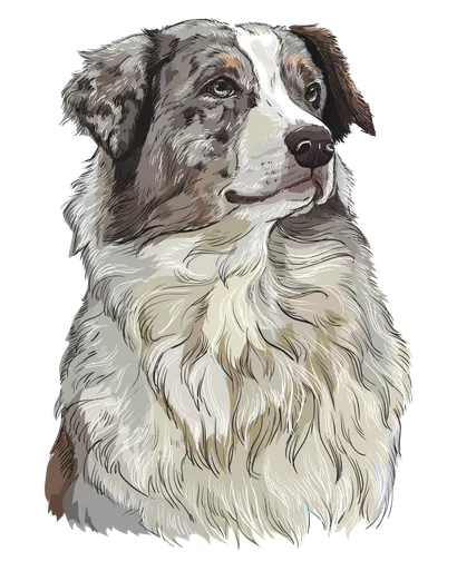 Australian Shepherd - Gesundheit