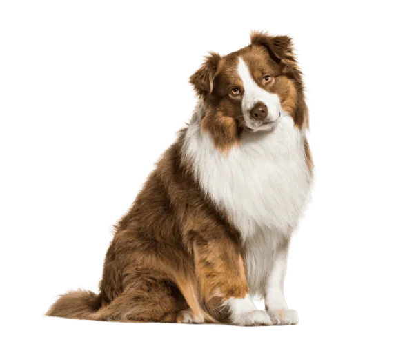Australian Shepherd Bild