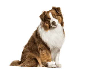 Australian Shepherd
