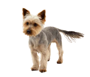 Australian Silky Terrier