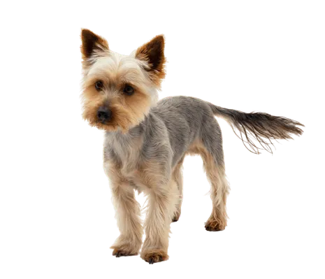 Australian Silky Terrier
