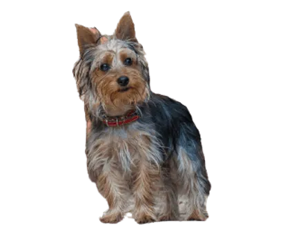 Australian Silky Terrier