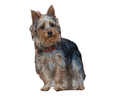 Australian Silky Terrier