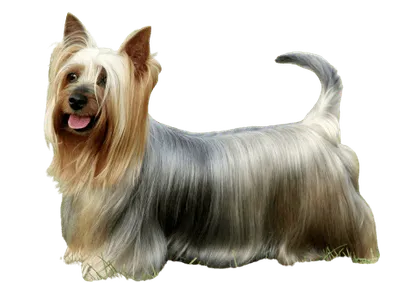Australian Silky Terrier