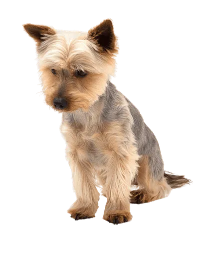 Australian Silky Terrier