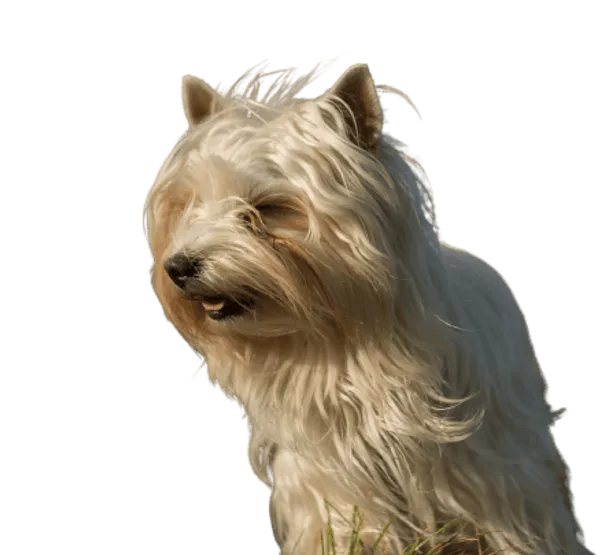 Australian Silky Terrier Bild