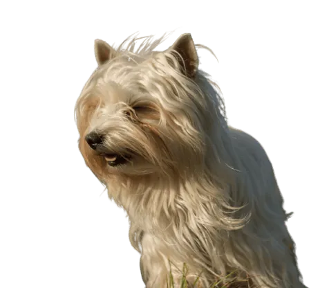 Bild für Australian Silky Terrier