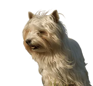 Australian Silky Terrier