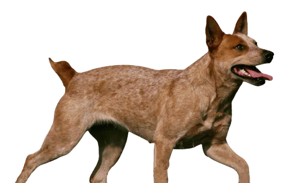 Australian Stumpy Tail Cattle Dog Bild