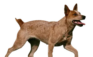 Australian Stumpy Tail Cattle Dog