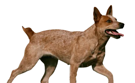Bild für Australian Stumpy Tail Cattle Dog