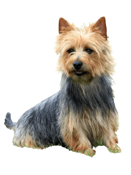 Australian Terrier