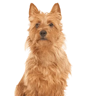 Australian Terrier