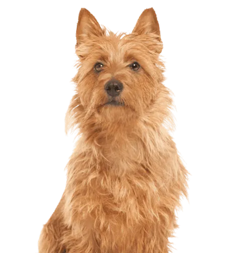 Australian Terrier