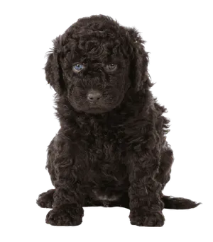 Barbet