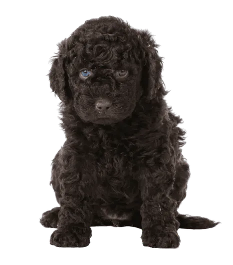 Barbet