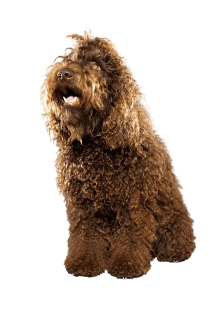 Barbet