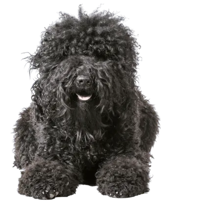 Barbet