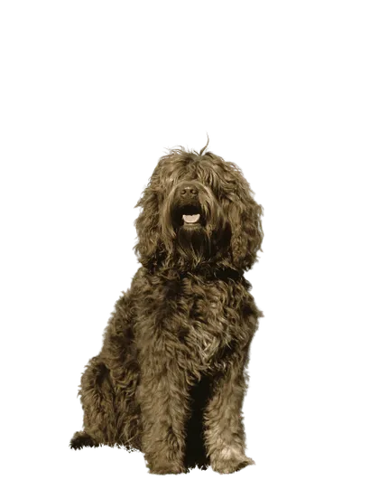 Barbet