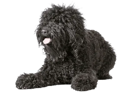Barbet