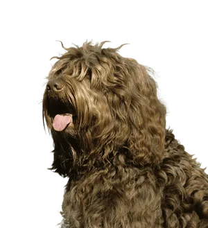 Barbet