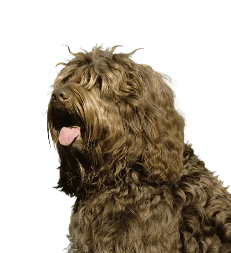 Barbet