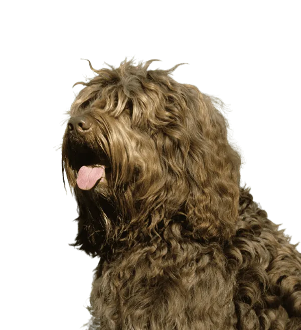 Barbet