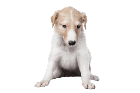 Barzoi (2)
