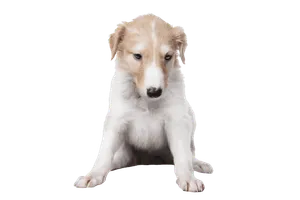Barzoi (2)