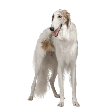 Barzoi (6)