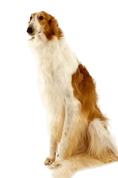 Barzoi (5)