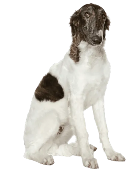 Barzoi, also spelled Barsoi