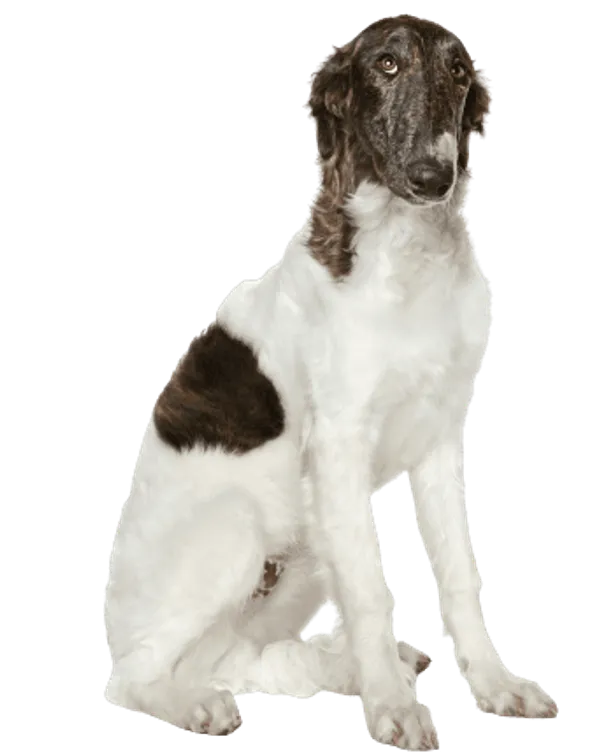 Barzoi, also spelled Barsoi