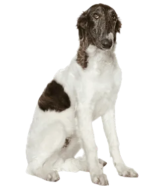 Barzoi, also spelled Barsoi