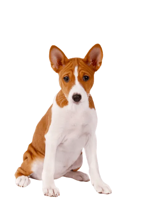 Basenji (2)