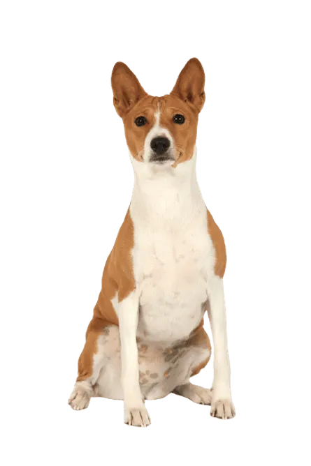 Basenji (1)