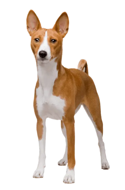 Basenji (5)