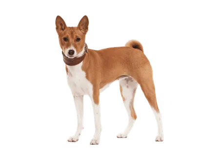 Basenji (6)