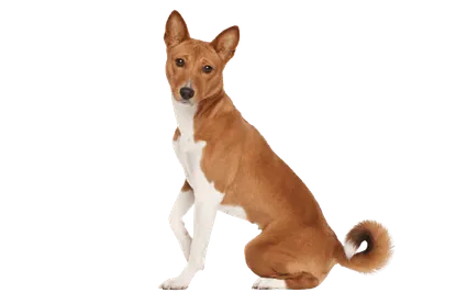 Basenji (3)