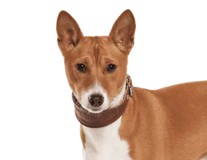 Basenji