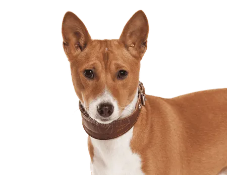Bild für Basenji