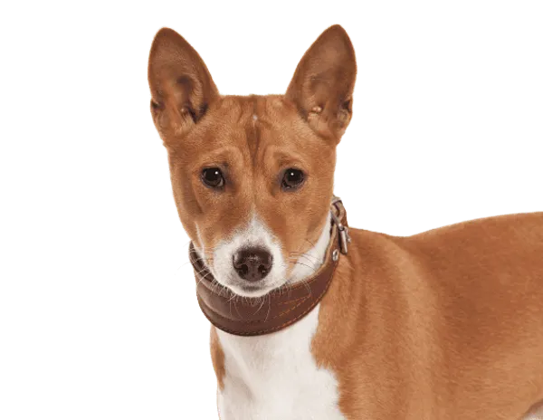 Basenji Bild
