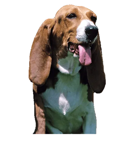 Bild für Basset artésien normand