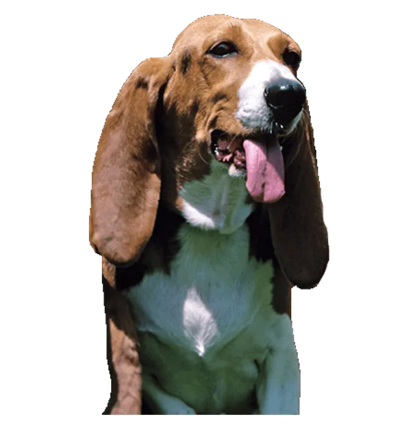 Basset artésien normand Bild