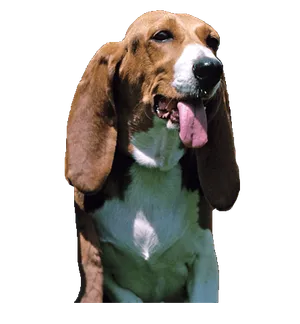 Basset artésien normand